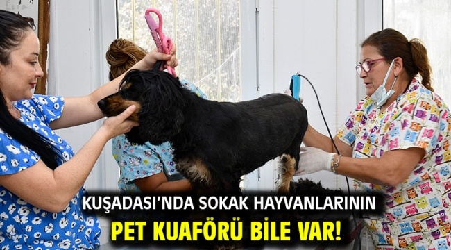 KUŞADASI'NDA SOKAK HAYVANLARININ PET KUAFÖRÜ BİLE VAR!