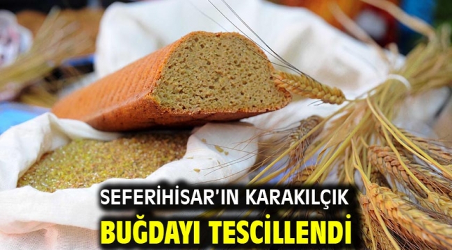 Seferihisar'ın Karakılçık Buğdayı Tescillendi