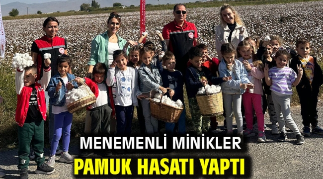 Menemenli minikler Pamuk hasatı yaptı