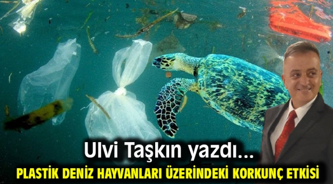 Plastik deniz hayvanları üzerindeki korkunç etkisi