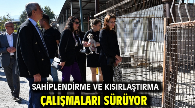 Sahiplendirme ve Kısırlaştırma Çalışmaları Sürüyor