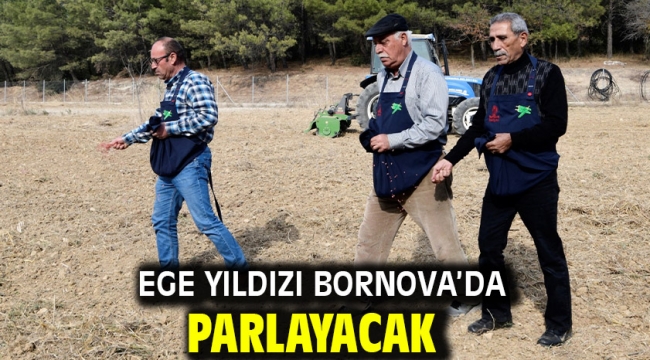 Ege Yıldızı Bornova'da parlayacak