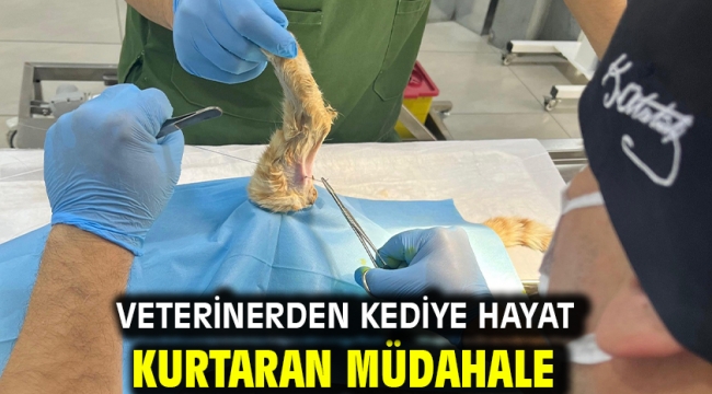 Veterinerden kediye hayat kurtaran müdahale