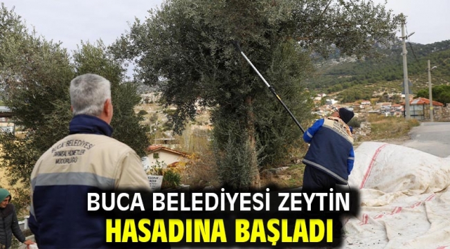 Buca Belediyesi zeytin hasadına başladı