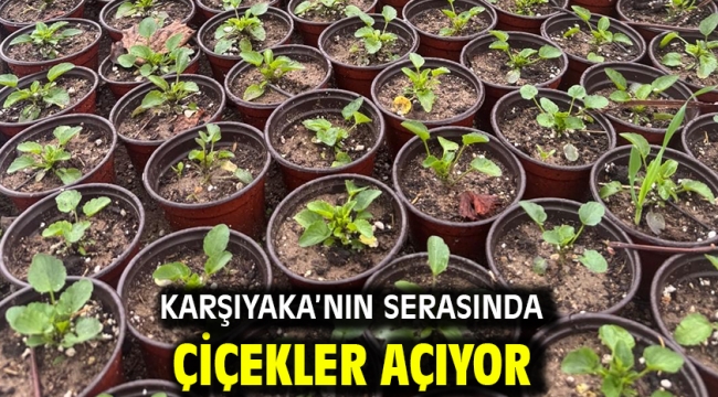 Karşıyaka'nın serasında çiçekler açıyor