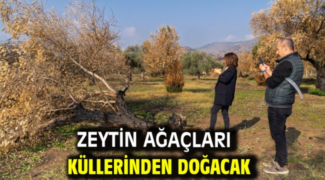 Zeytin ağaçları küllerinden doğacak 