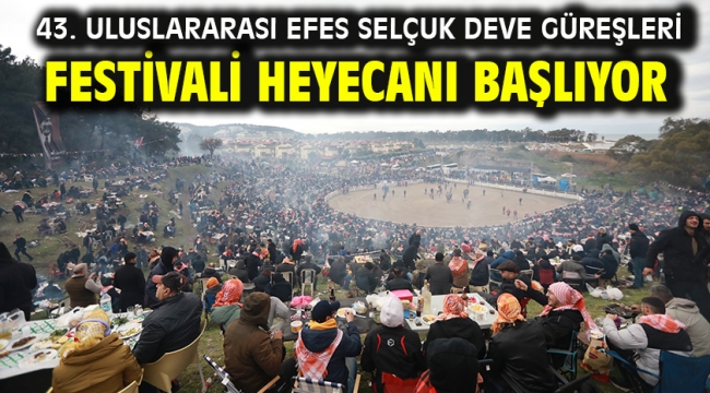 43. Uluslararası Efes Selçuk Deve Güreşleri Festivali Heyecanı Başlıyor!