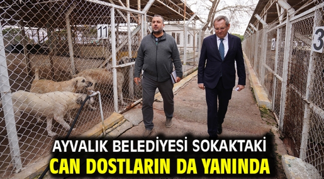 Ayvalık Belediyesi sokaktaki can dostların da yanında