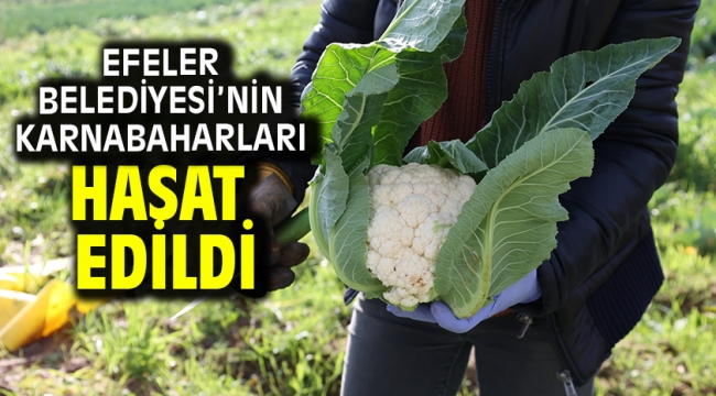 Efeler Belediyesi'nin Karnabaharları Hasat Edildi