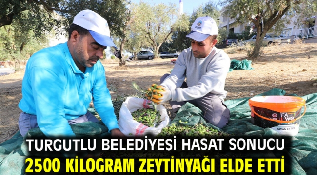 Turgutlu Belediyesi Hasat Sonucu 2500 Kilogram Zeytinyağı Elde Etti