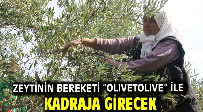 Zeytinin bereketi "OLIVEtoLIVE" ile kadraja girecek  