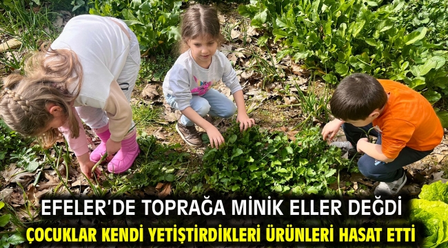 Efeler'de Toprağa Minik Eller Değdi Çocuklar Kendi Yetiştirdikleri Ürünleri Hasat Etti