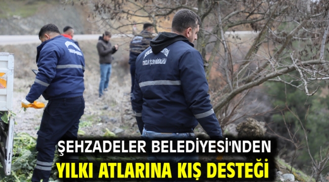 Şehzadeler Belediyesi'nden Yılkı Atlarına Kış Desteği