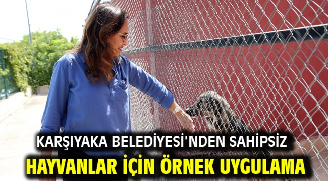 Karşıyaka Belediyesi'nden sahipsiz hayvanlar için örnek uygulama